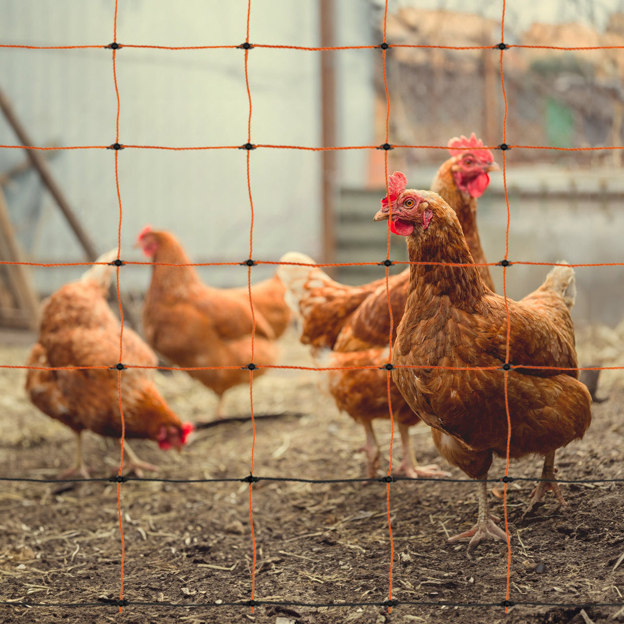 Electric Poultry Netting - 50m - Used - Very Good